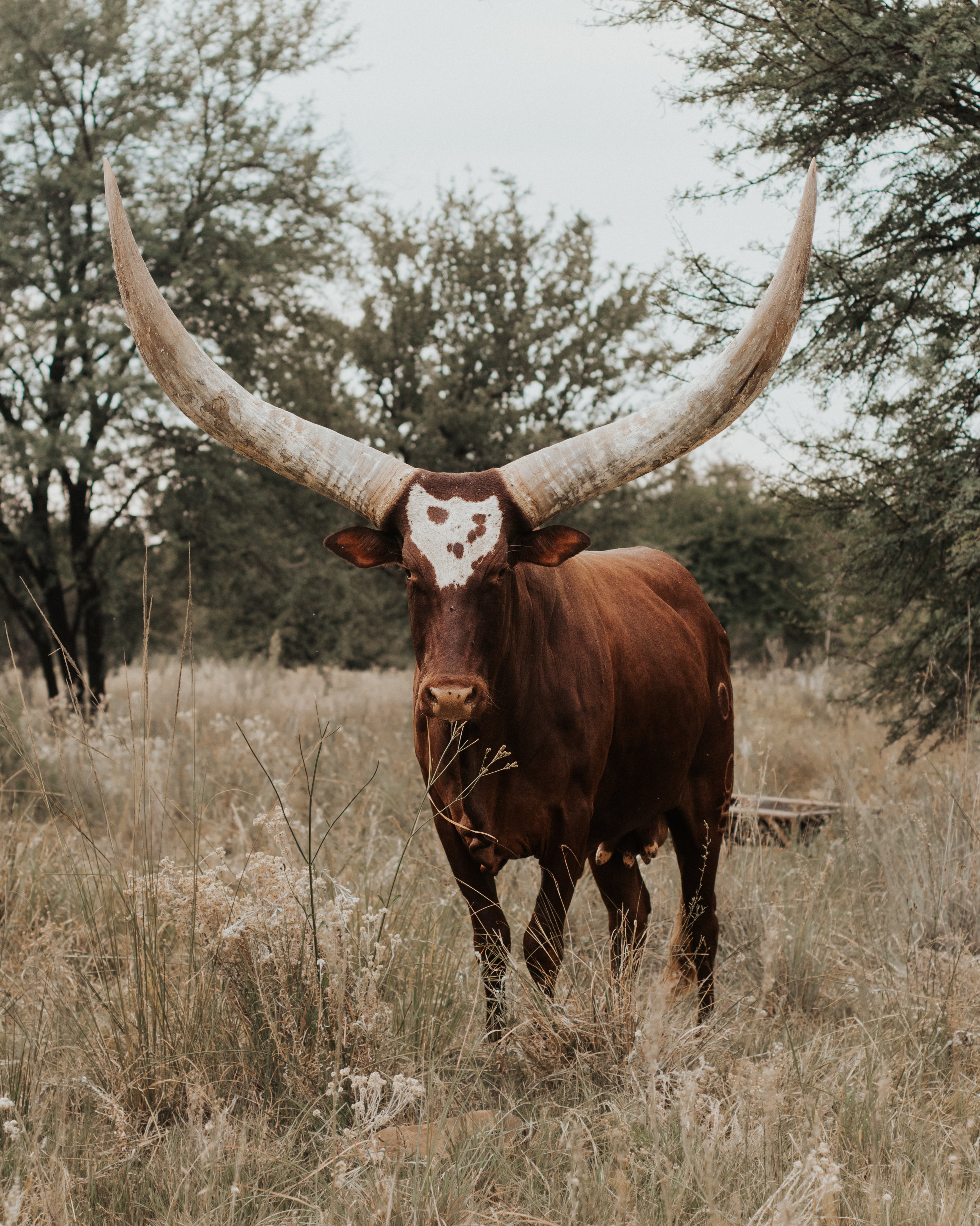 Kyasha the Ankole Oatmeal Melange